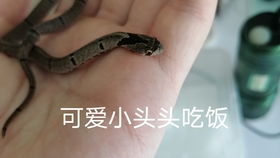 如何饲养一只圆斑小头蛇