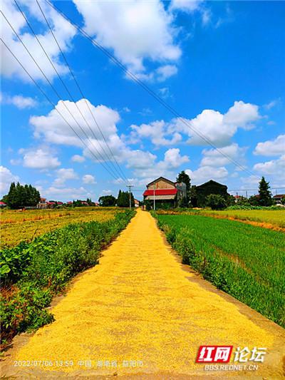 乡村遍地是宝藏,在益阳高粱坪村我看到名副其实的 黄金大道