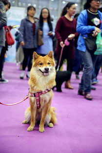 亚洲宠物展2023都有什么 武汉CPF国际宠物博览会地址