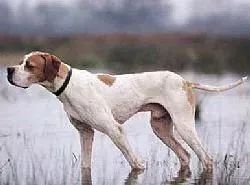 临沂市公安局 畜牧局发布通告 48种犬,临沂禁养