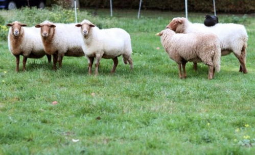 羊肉价格创新高 专家建议 已到高位 谨慎补栏
