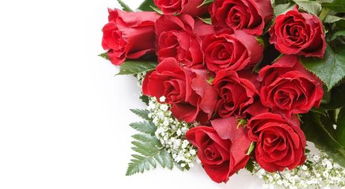 玫瑰花的生长环境和特点 玫瑰花特点,外貌,颜色,气味