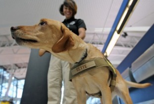 机场托运小狗被拒 男子机场托运小狗被拒 男子机场托运小狗被拒的原因 