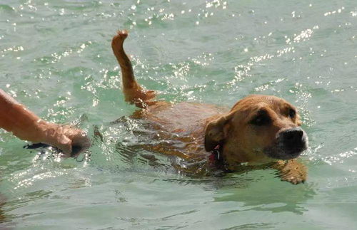 辟谣,幼犬生来不怕水只因独特构造,带爱犬游泳仍需学会三点技巧
