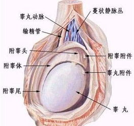 阴囊炎性癌 