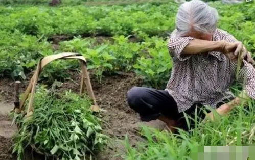 七十多还在种地干活的农民有很多,农村养老到底怎么解决 这说法很现实