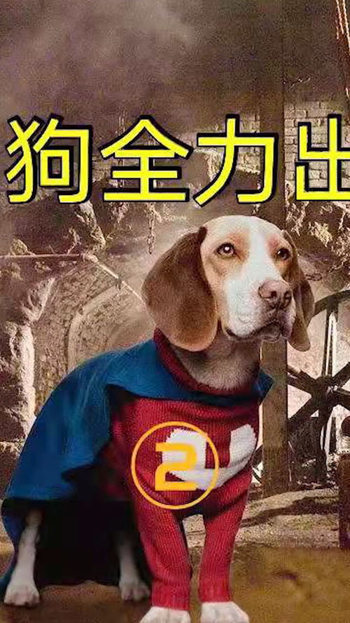 超狗任务 一个拥有超能力的狗狗,营救主人,拯救城市 电影解说 狗狗电影 