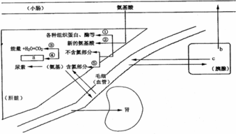 30.Ⅰ 下图示意人体蛋白质代谢.据图分析 1 人体长期营养不良.会影响肝细胞中的蛋白质代谢.使血浆 含量下降而导致身体浮肿. 2 氨基酸进入胰腺细胞合成物质 