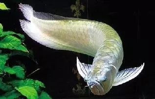银龙鱼该如何饲养？为什么养了六个月还是觉得长不大？