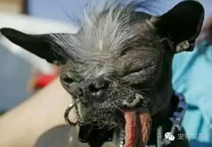 世界最丑狗狗,每一只都是一部恐怖片