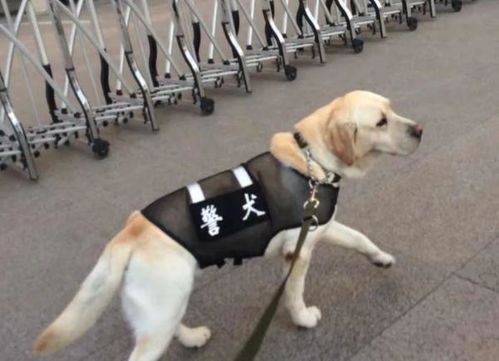 网红警犬 生米 退役了,带它10年的训导员说 养你一辈子