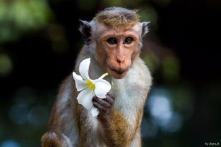 中国可以养猴子吗 
