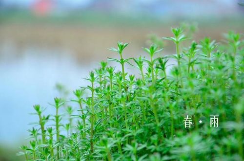 美文诗词 大酺 春雨