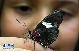 哥伦比亚 世界上蝴蝶品种最多的国家 
