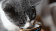 猫粮跟猫罐头哪个更好 各有优缺点,你选哪个