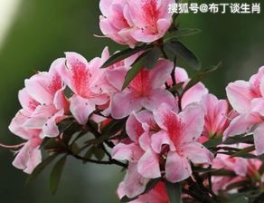 杜鹃花几种颜色最好看？