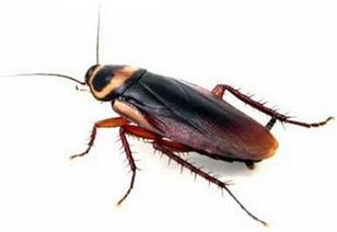 这是蟑螂吗,是什么虫 