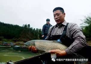 广西柳州融安县这种特色水产养殖河边鱼,鱼大味美还能助力脱贫