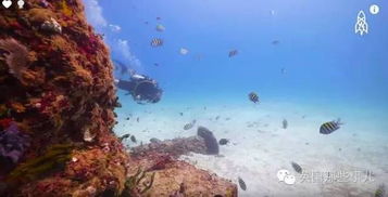 死后葬在海底如何 海王星纪念礁,它的意义,不止为逝者安息 