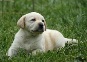 3个月大的拉布拉多犬正常体重是多少