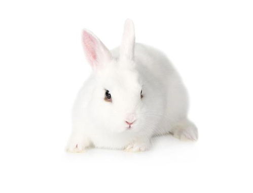养兔知识 兔子可以吃人类的益生菌吗