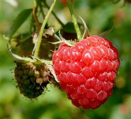 树莓苗 双季红树莓 双季红树莓 更加实惠