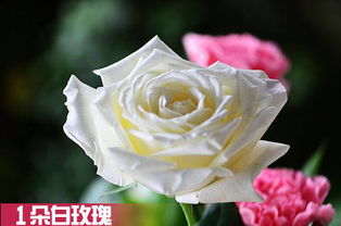 一个男生送一个女生一束白玫瑰是什么意思啊？