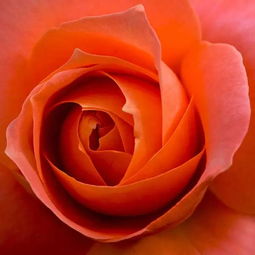 七夕快乐︱ 所有最罕见的玫瑰,送给好友