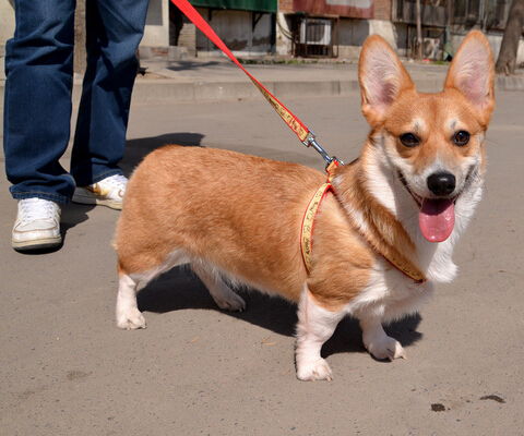 柯基犬训练中的几个问题