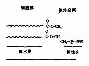 细胞生物学，神经生物学，生物化学与分子生物学研究生毕业哪个好找工作，各自可以从事哪方面的工作呢