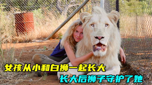 女孩从小和白狮一起长大,长大后狮子守护了她