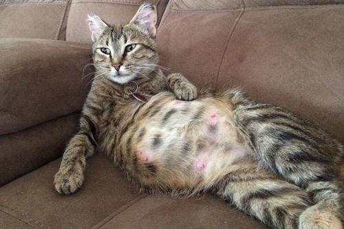 猫猫得了乳腺炎怎么办