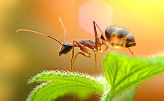 你还知道关于蚂蚁的哪些知识 