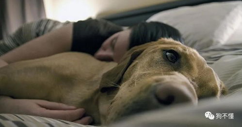 为什么狗喜欢在床上挤你