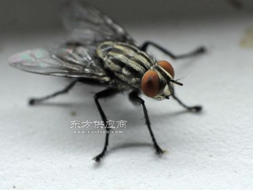 灵秀镇灭苍蝇服务中心 提供专业的苍蝇灭杀服务图片 