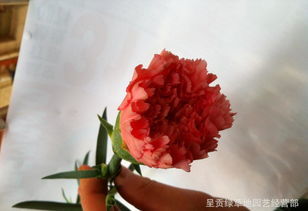 红色康乃馨花语和寓意,康乃馨花语及养护