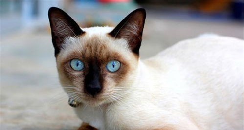 全球最可爱猫咪10大排行榜,第3名一看就是汤姆猫的设计原型