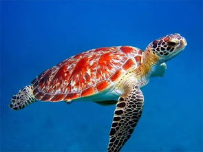 世界海龟日丨这个节日,海龟宝宝们有话要说
