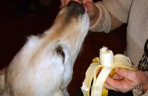 狗能吃什么水果 