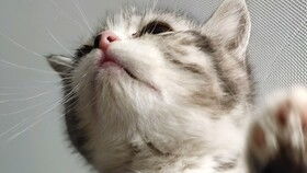 猫咪就平常养会发腮吗,一般的喂养方式能让猫咪发腮吗