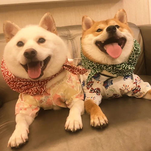 两只狗狗图片情侣头像图片