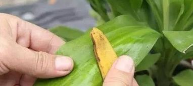 香蕉皮泡水几天后能养花吗
