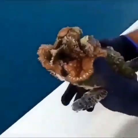 帮海龟清理藤壶 海洋生物 海龟 藤壶清理 百万视友赐神评 