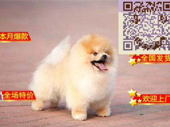 图 哪里有博美出售,博美成年多大 博美好养吗会掉毛吗 北京宠物狗 