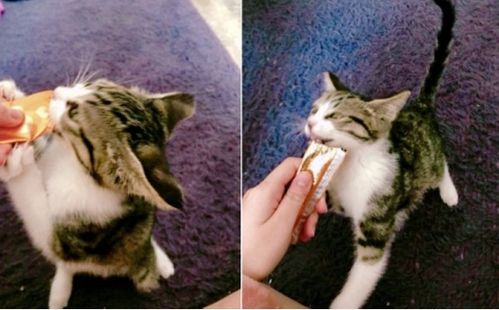 猫吃什么零食,8种猫咪喜欢的零食盘点