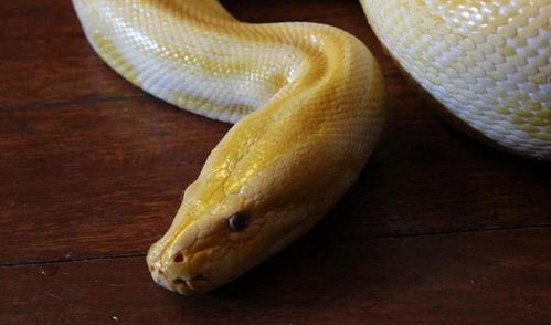 科学家破解了关于毒蛇的6个问题,比如蛇没有耳朵如何听到声音