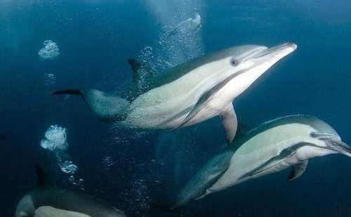 鲨鱼为什么不吃海豚 看完才知道它真的不敢吃