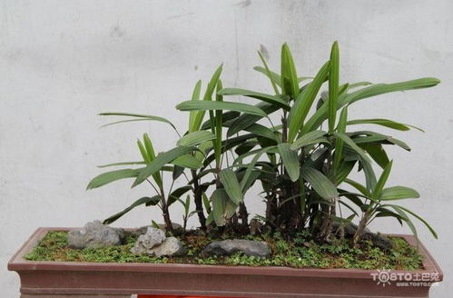 凤尾竹的养殖方法和注意事项，盆栽？