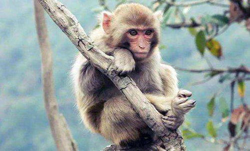 生肖猴 属猴人,3月份必须留心两点,必得大喜