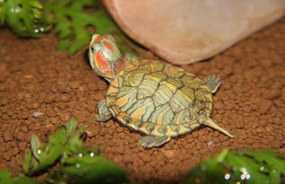 巴西龟冬眠要怎么养